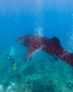 Aux Maldives, un requin-baleine se dirige vers un plongeur.