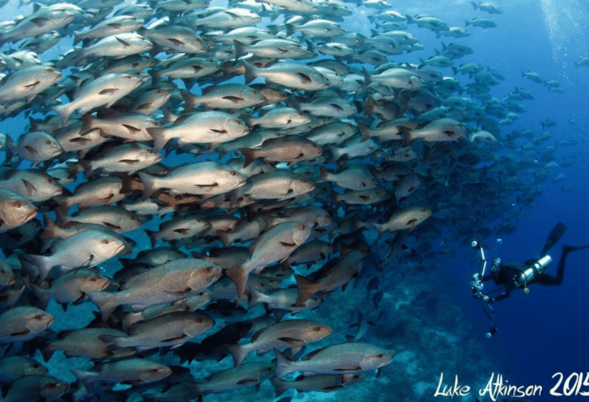 Rundreise Flores Tauchen Komodo 45