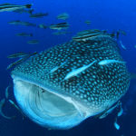 Mooiste duiken Malediven Whale Shark Point