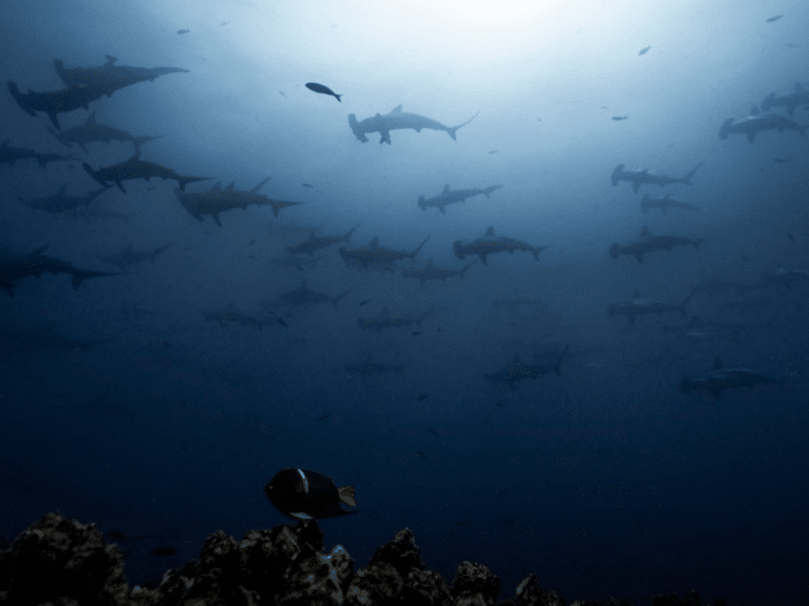 Galapagos Master Liveaboard