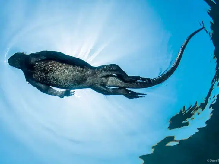 Master the Galapagos