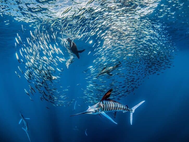 Sardine Run in Magdalena Bay, Mexico