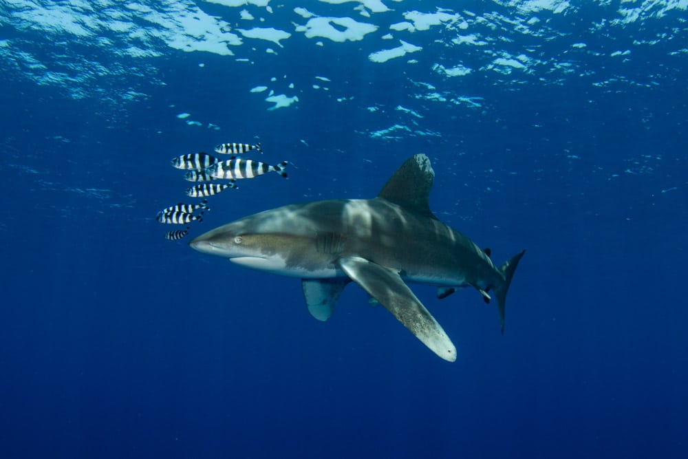 Oceanic white tip shark during a liveaboard trip in Egypt
