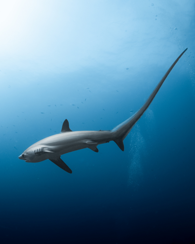 Requin renard