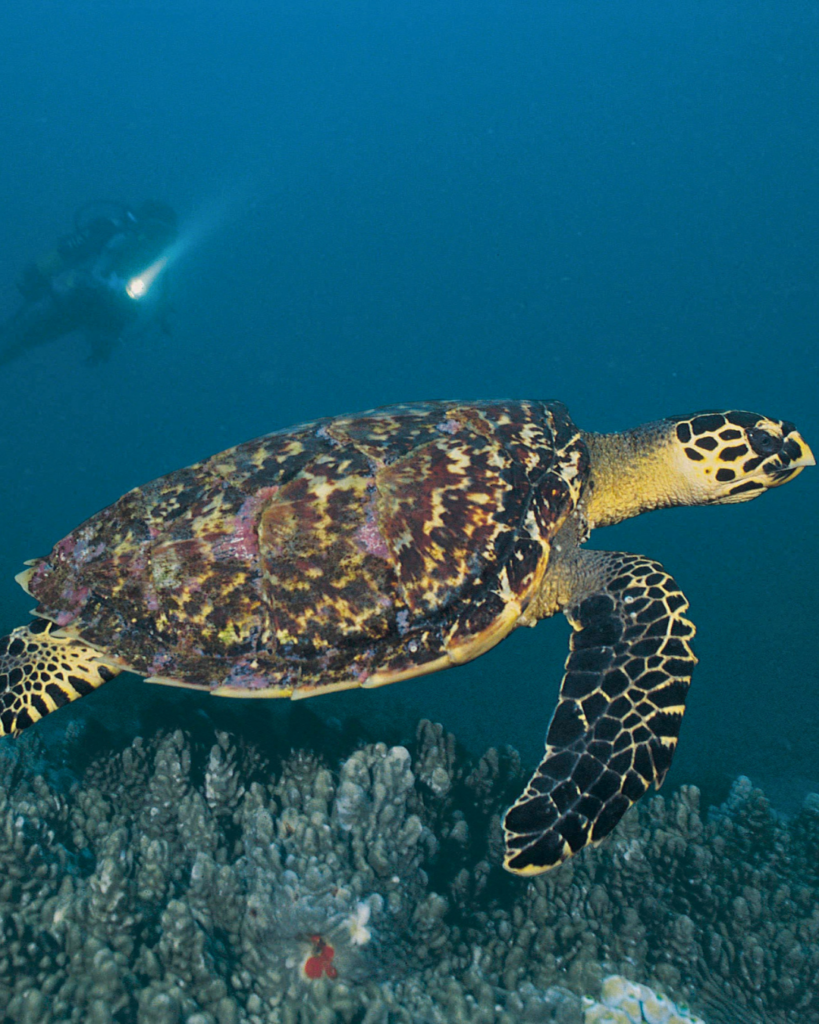 Blog reisverslag Stephanie Sodwana Bay (3)